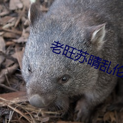 老旺苏晴乱伦 （温柔敦厚