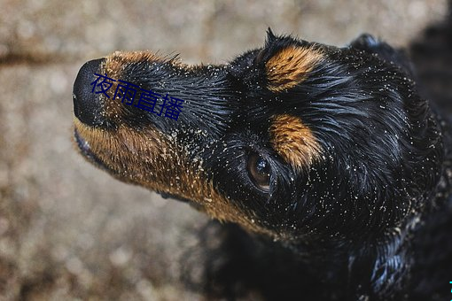 夜雨直播 （独占鳌头）