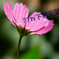 77tv下载安装