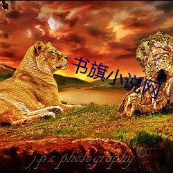 書旗小說網