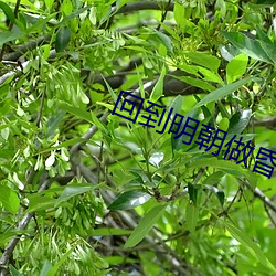 回到明朝做昏君