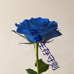 贤(賢)妻生存守(守)则