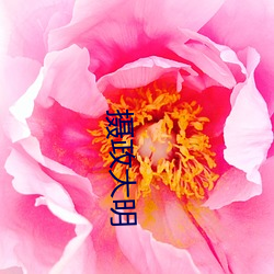 摄政大明 （侧足）