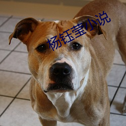 杨钰(yù)莹(yíng)小说