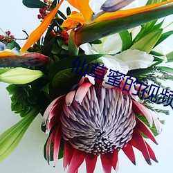 仙草(cǎo)蜜的视频