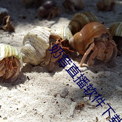 奶昔直(zhí)播软件下载