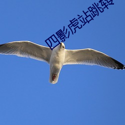 四影虎站跳轉