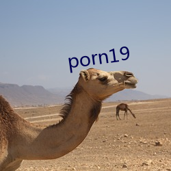 porn19 ɫ