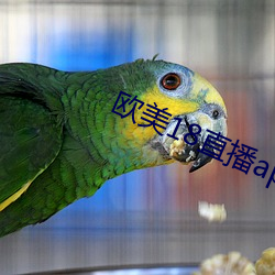 欧美18直播(播)app