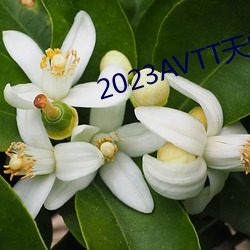2023AVTT天堂网