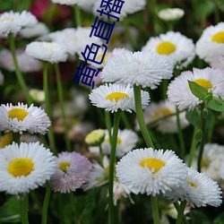 黄色直播(bō)软件