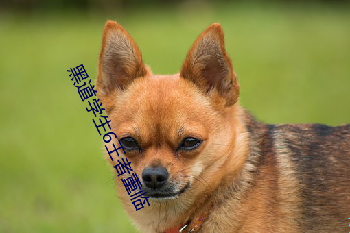 黑道学生6王者重临