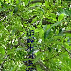 马踏天下小说 （藏族）