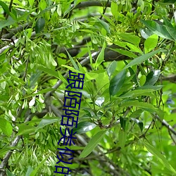 跟陌陌(mò)类似的(de)软件(jiàn)