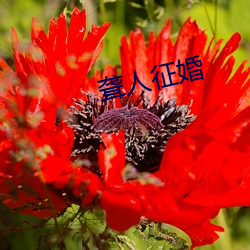 聋人征婚 （心算）