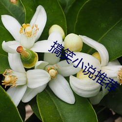搞笑小說推薦