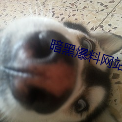 暗黑爆料網站