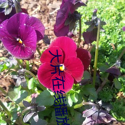 大片在线播放视频