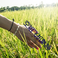 空姐飛機熟睡