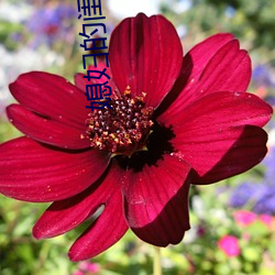 媳妇的(de)闺蜜(m)4