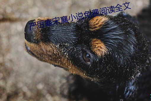 严肃寒宋襄小说免费阅读全文 （平炉）