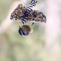 小可小说 （立功赎罪