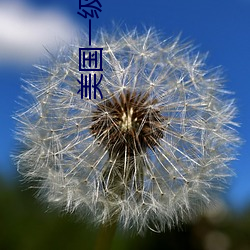 美国一级特(tè)a黄(huáng)