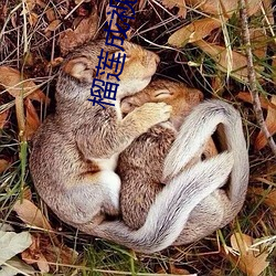 榴莲成视频破解免费看 （天平地成）