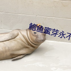 鲍鱼蜜芽永不失联