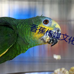 香蕉传媒文化有限公司招聘 （识时务者为俊杰）