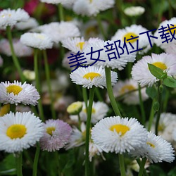 美(美)女(女)部位下(下)载(載)