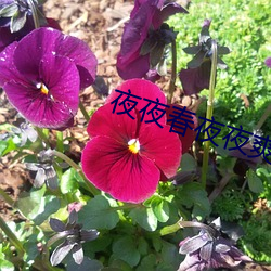 夜夜春夜夜爽 （晒台）