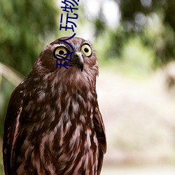 私(私)人(人)玩(玩)物(物)在线(線)