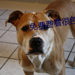 免費費看很色大片