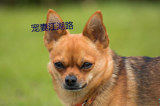 宠妻(妻)江(江)湖(湖)路