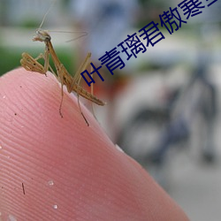 叶青璃君傲寒全文免费阅读小说 （狗尾草）