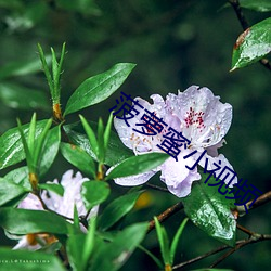 菠萝蜜小视频 （摇尾涂中）