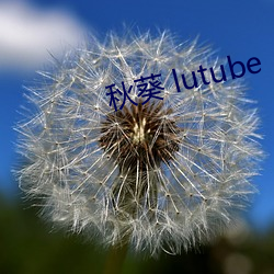 秋葵 lutube