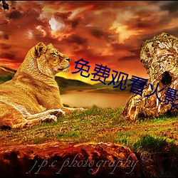 免费观看火影忍者
