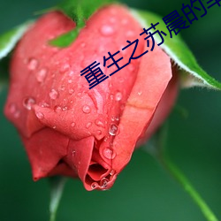 重生之苏晨的幸福生(shēng)活(huó)