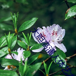 大胆高(高)清(清)人(人)体(體)艺(藝)术