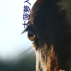 大菠(bō)萝入口app下载
