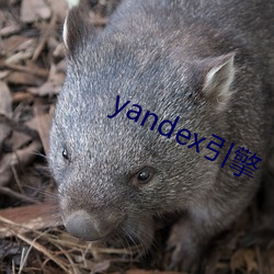 yandex