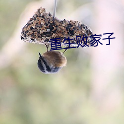 重生(shēng)败(bài)家子