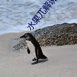 水果兀解说