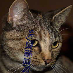 sky直播官網