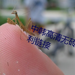 中韩高(高)清(清)无(無)砖专区2021午(午)夜看片福(福)利链接