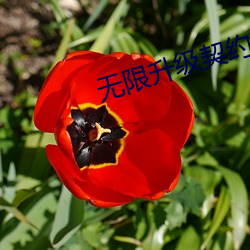 无限升级契约(yuē)流