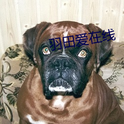 羽田爱(愛)在线