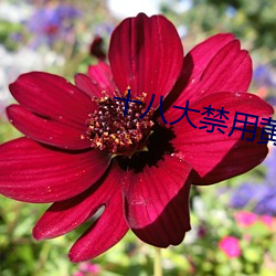 十八大禁(jìn)用黄台app软件